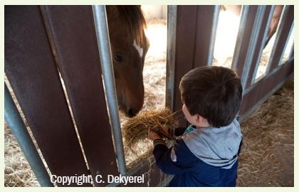 Interactie paard