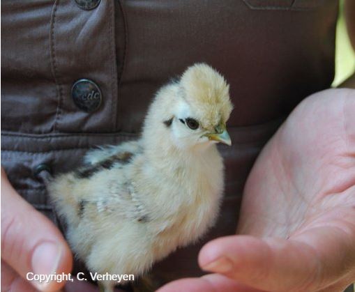 Hanteren van dieren